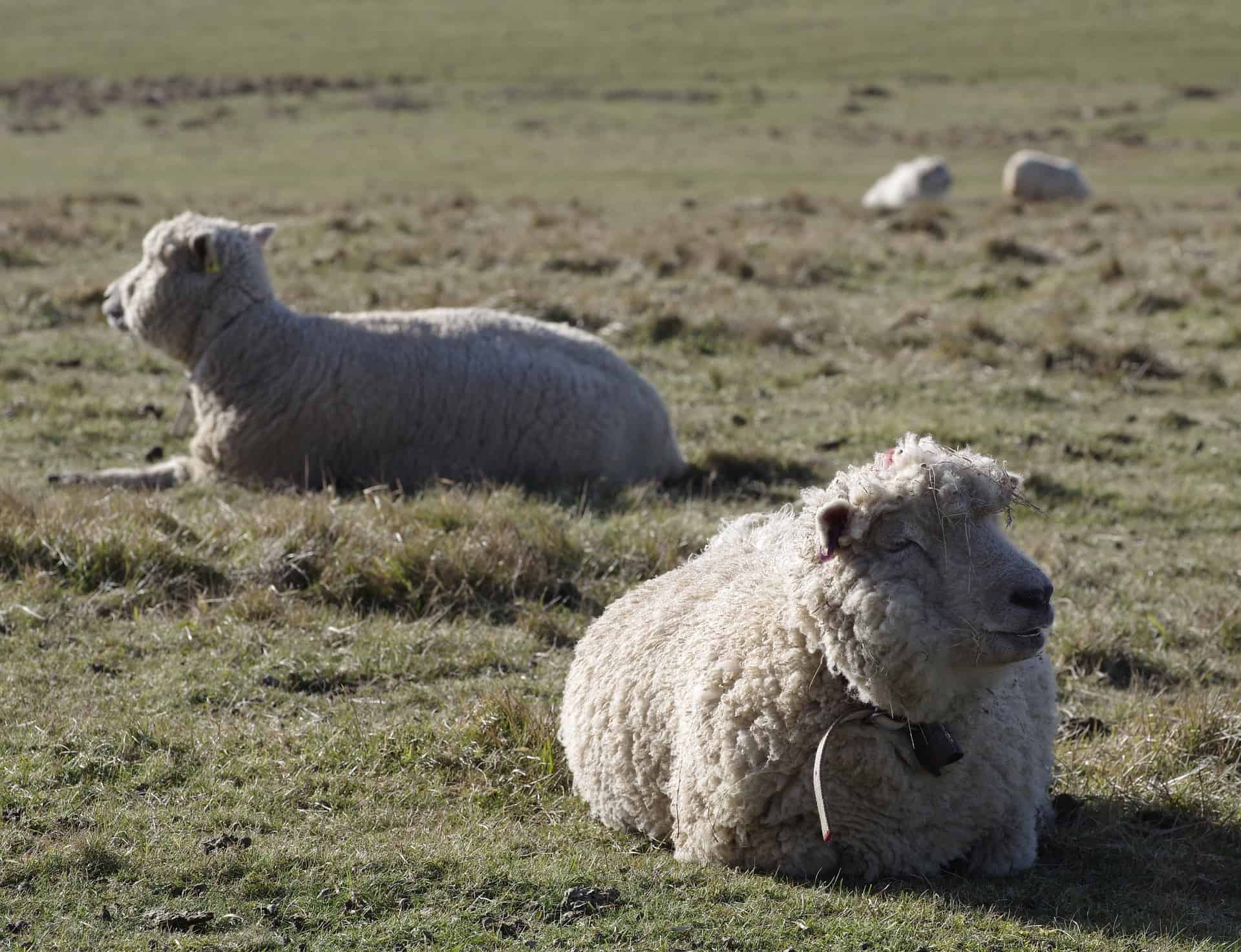 Merino Sheep